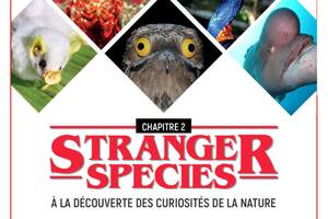Stranger species | Chapitre 2 : A la découverte des curiosités de la nature